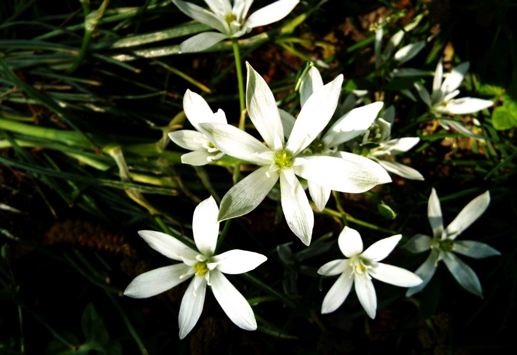 Ornithogalum divergens  (Asparagaceae)